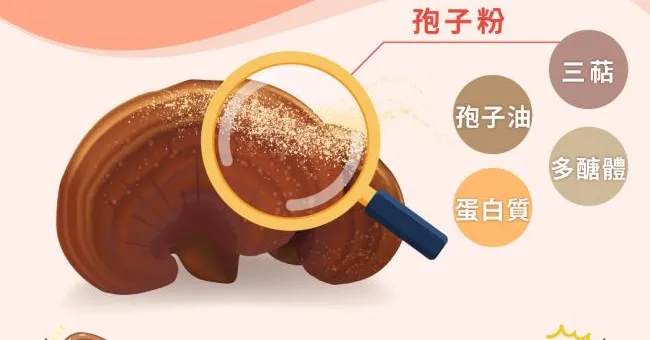 靈芝營養大不同！一張圖帶你認識「靈芝破壁孢子粉」