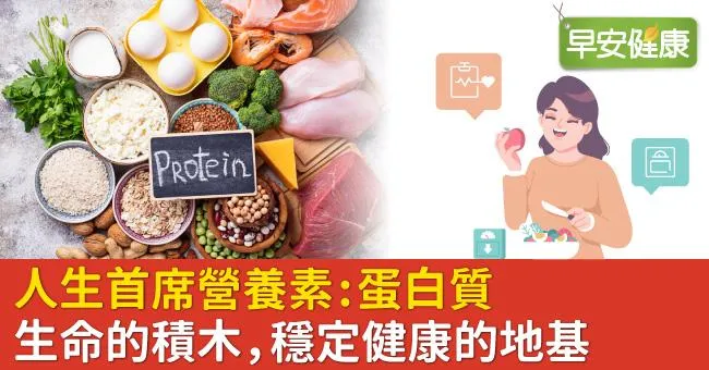人生首席營養素蛋白質　生命的積木，穩定健康的地基