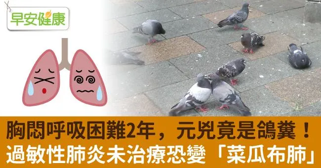 胸悶呼吸困難2年，元兇竟是鴿糞！過敏性肺炎未治療恐變「菜瓜布肺」