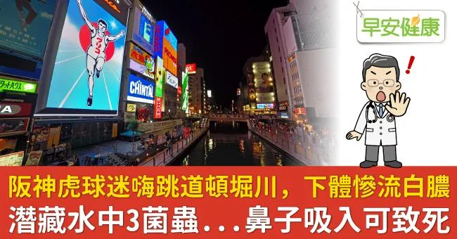 阪神虎球迷嗨跳道頓堀川，下體慘流白膿！潛藏水中3菌蟲…鼻子吸入可致死