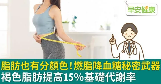 脂肪也有分顏色！燃脂降血糖秘密武器，褐色脂肪提高15％基礎代謝率