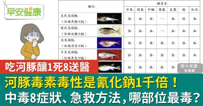 河豚毒素毒性是氰化鈉1千倍！河豚中毒8症狀、急救方法，哪部位最毒？