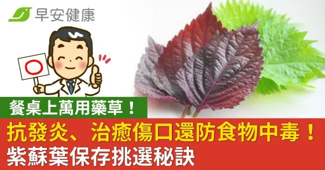 餐桌上萬用藥草！紫蘇葉抗發炎、治癒傷口還防食物中毒！保存挑選秘訣