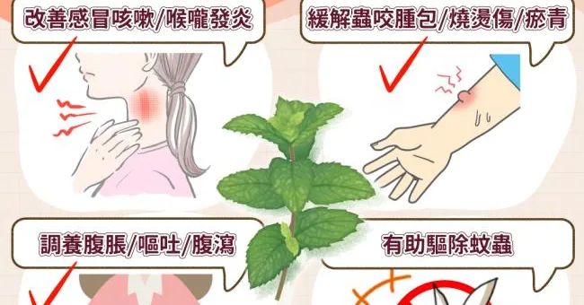 左手香功效能消炎消腫！左手香可以吃嗎？中醫師解析左手香禁忌與正確用法避免中毒