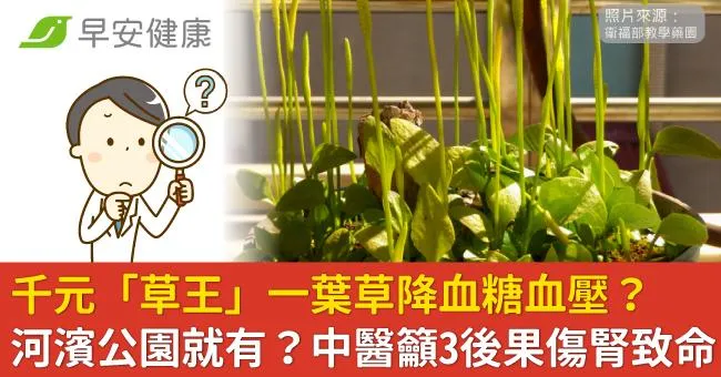 千元「草王」一葉草降血糖血壓？河濱公園就有？中醫籲3後果傷腎致命