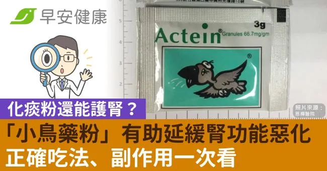「小鳥化痰粉」還能護腎？新發現有助延緩腎功能惡化！正確用法一次看