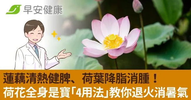 蓮藕清熱健脾、荷葉降脂消腫！荷花全身是寶「4用法」教你退火消暑氣