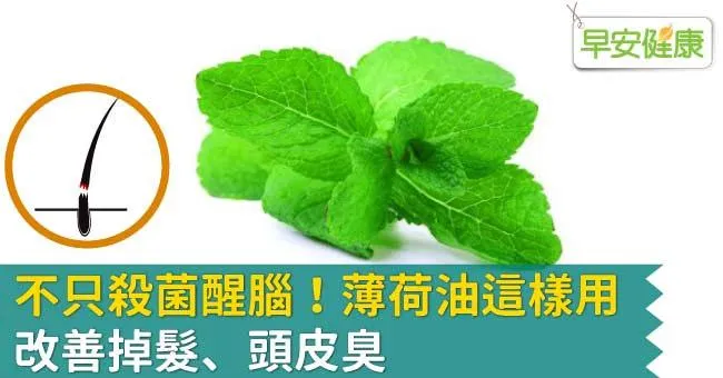 不只殺菌醒腦！薄荷油這樣用，改善掉髮、頭皮臭