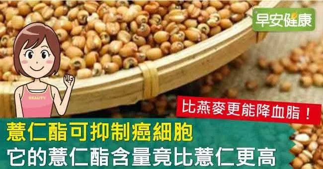 薏仁酯可抑制癌細胞，它的薏仁酯含量竟比薏仁更高