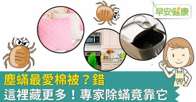 塵蟎最愛棉被？錯，這裡藏更多！專家除蟎竟靠它
