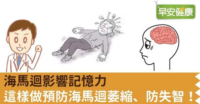 海馬迴影響記憶力，這樣做預防海馬迴萎縮、防失智！