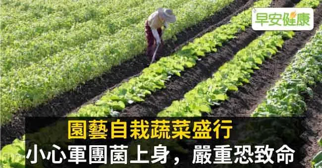 園藝自栽蔬菜盛行，小心軍團菌上身，嚴重恐致命