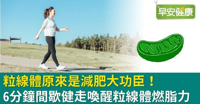粒線體原來是減肥大功臣！6分鐘間歇健走喚醒粒線體燃脂力