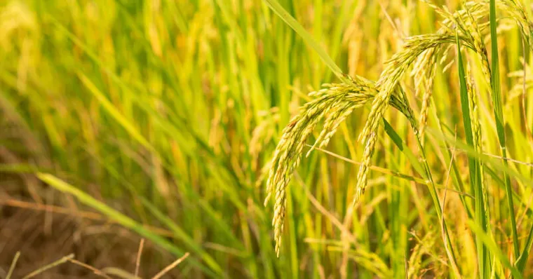 芒種節氣吃什麼？芒種清熱去濕菜單、養生秘訣與禁忌