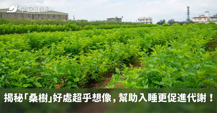 結合中醫藥典與西方科學，順天堂在地培育有成，揭秘「桑樹」好處超乎想像，幫助入睡更促進代謝！