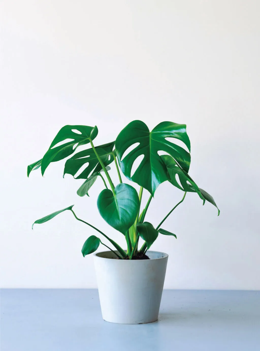 龜背芋日常養護