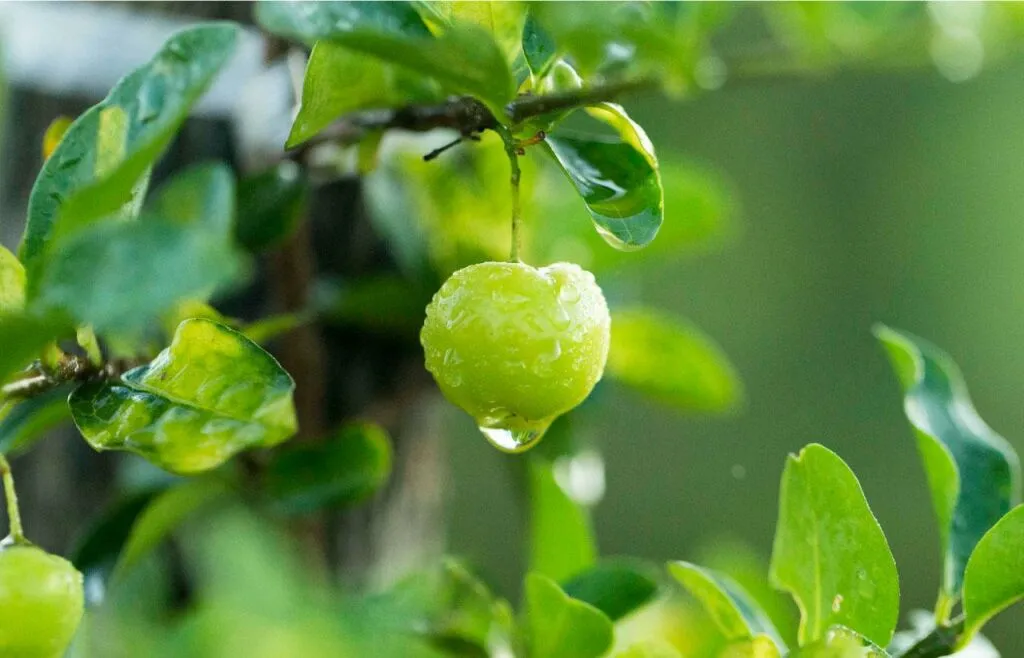 維生素Ｃ含量高的食物代表：針葉櫻桃