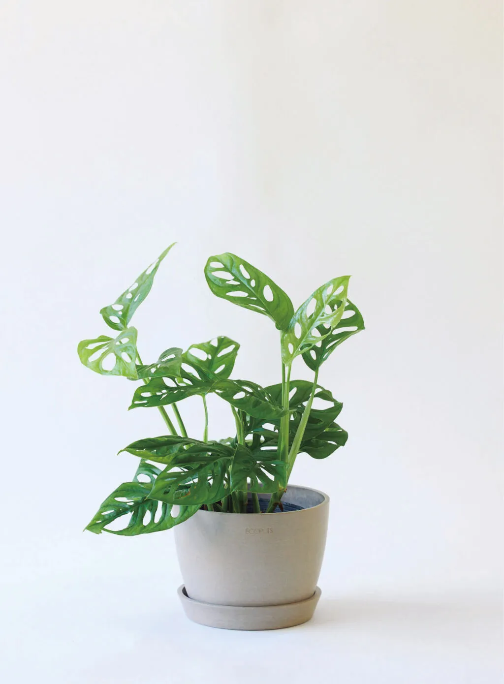 窗孔龜背芋養護