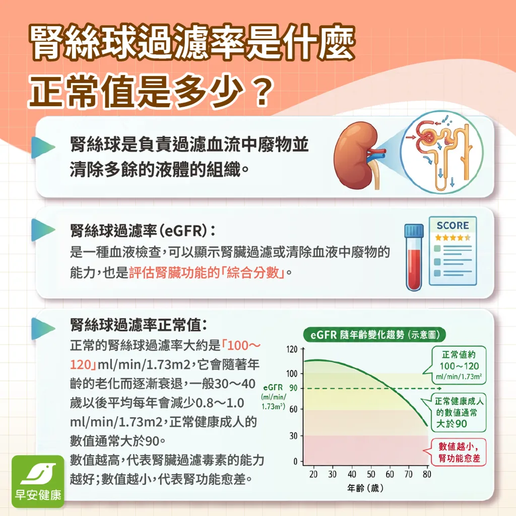 腎絲球-腎絲球過濾率-腎絲球過濾率正常值