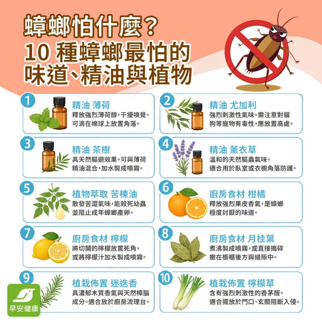 早安健康＿蟑螂怕什麼?10 種蟑螂最怕的味道、精油與植物總整理