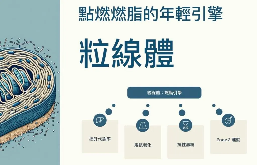蕭捷健醫師_點燃燃脂的年輕引擎粒線體