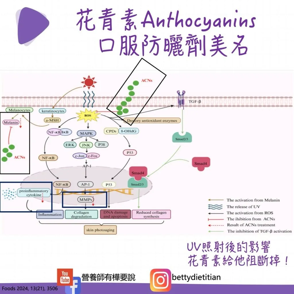 簡鈺樺營養師_口服防曬劑的奧秘-花青素