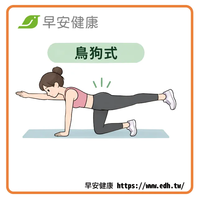 核心運動「鳥狗式」動作示範