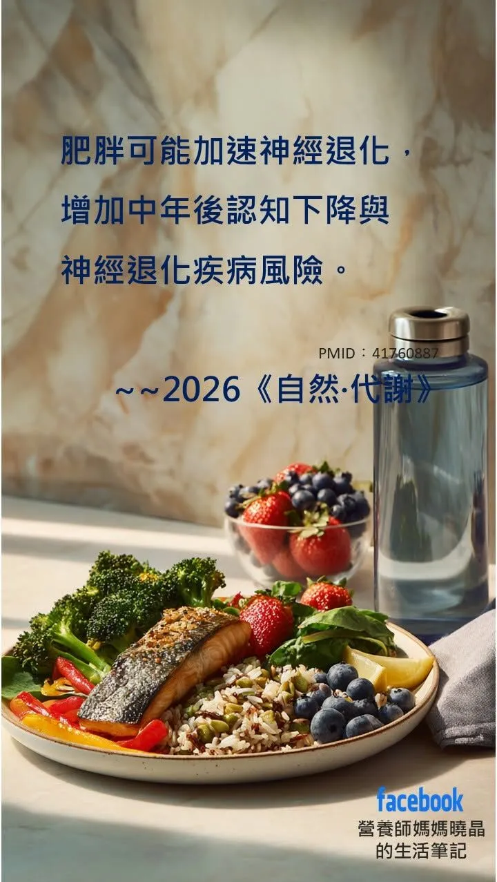 營養師薛曉晶＿肥胖可能加速神經退化