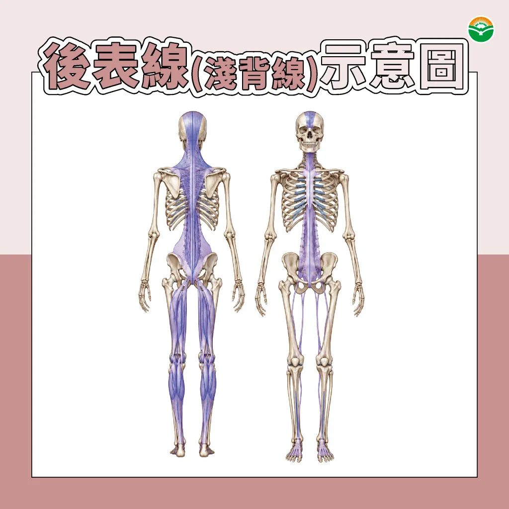 馬光中醫_後表線示意圖