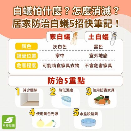 白蟻出現在家裡怎麼辦？除白蟻方法與專家5招防白蟻入侵