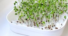 胰島素阻抗能逆轉！她每天吃「這蔬菜」不到一個月肝指數驟降