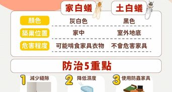 白蟻出現在家裡怎麼辦？除白蟻方法與專家5招防白蟻入侵