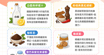 家裡有螞蟻怎麼辦？教你3步驟消滅螞蟻SOP！