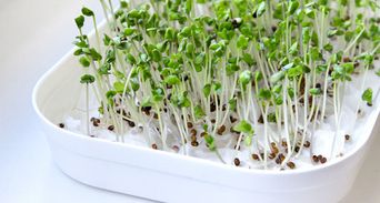 胰島素阻抗能逆轉！她每天吃「這蔬菜」不到一個月肝指數驟降