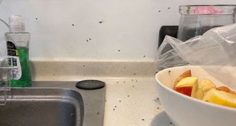 家裡沒水果還一直有小蟲？廚房5個招蟲壞習慣難怪果蠅殺不完