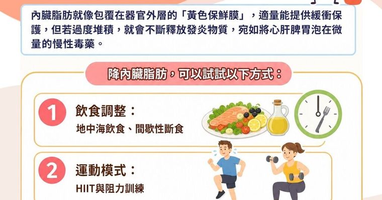 內臟脂肪怎麼減？內臟脂肪男女標準值＆降低內臟脂肪方法