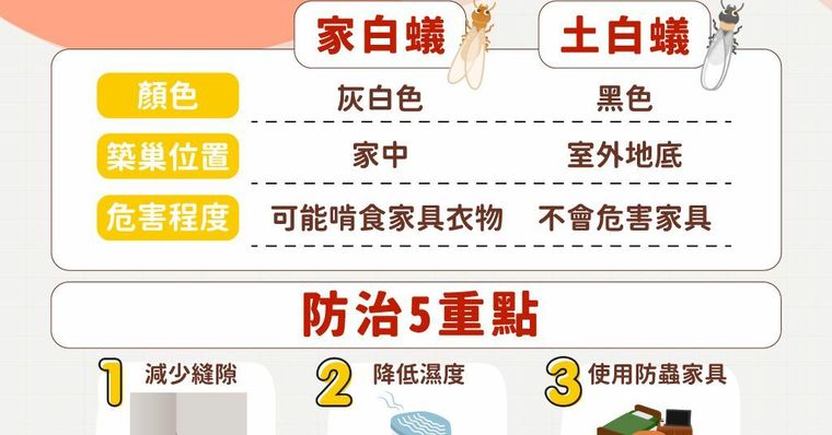 白蟻出現在家裡怎麼辦？除白蟻方法與專家5招防白蟻入侵