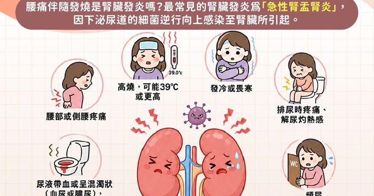 腎臟發炎症狀有哪些？原因與治療方式，哪種腰痛是腎臟發炎？