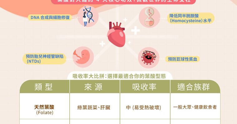 葉酸功效解析：不只備孕！護心血管、預防失智的關鍵指南