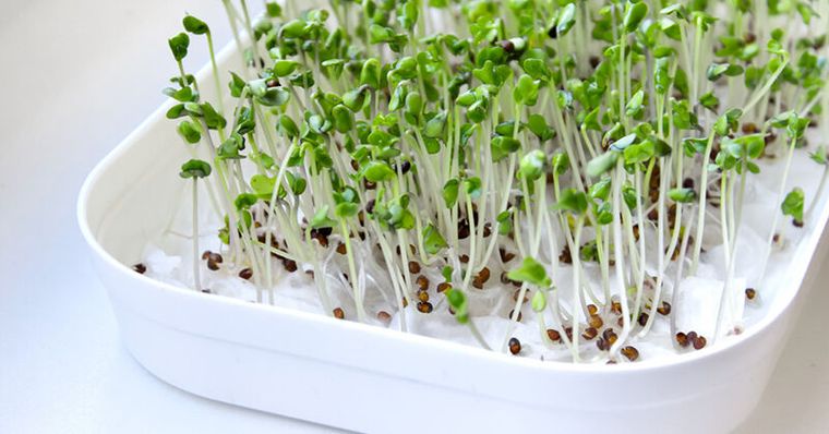 胰島素阻抗能逆轉！她每天吃「這蔬菜」不到一個月肝指數驟降