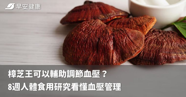 樟芝王可以輔助調節血壓？8週人體食用研究看懂血壓管理