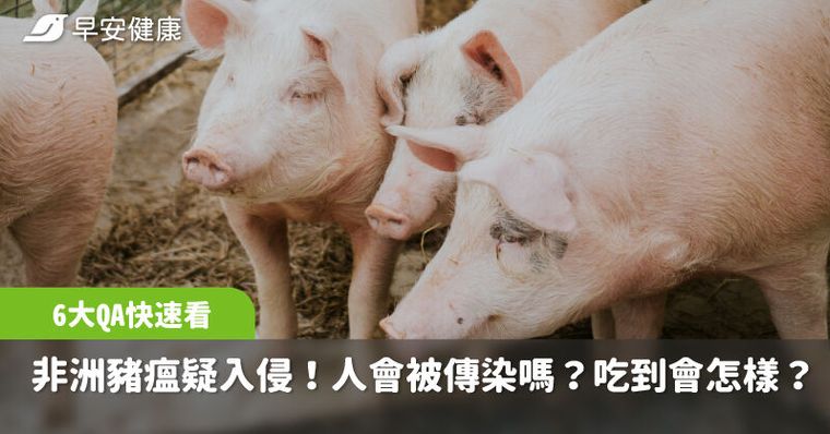 非洲豬瘟疑入侵台灣，10天117頭豬暴斃！人會被傳染嗎？6大QA快速看
