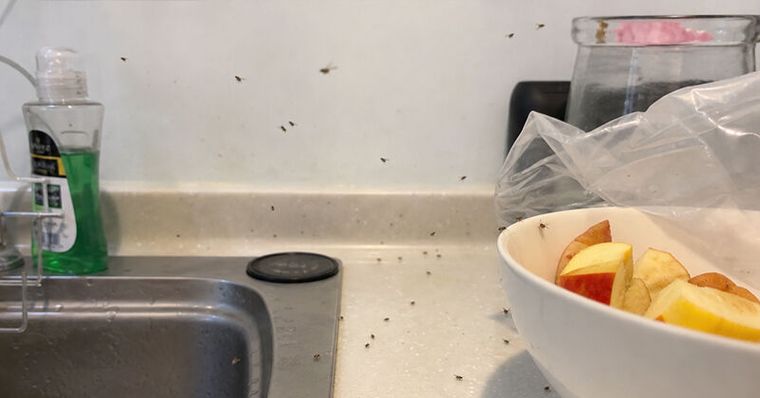 家裡沒水果還一直有小蟲？廚房5個招蟲壞習慣難怪果蠅殺不完