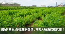 結合中醫藥典與西方科學，順天堂在地培育有成，揭秘「桑樹」好處超乎想像，幫助入睡更促進代謝！
