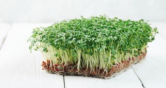 塑化劑排不掉？醫推最強「綠色防護罩」吃這種排毒營養高30倍