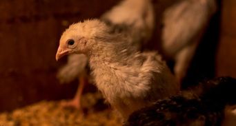 爆首例本土H7「禽傳人」新型流感！七旬鴨農染疫，疾管署籲吃肉吃蛋「多一步驟」自保