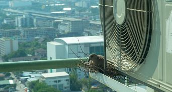 莫名奇癢長紅疹？醫揪凶手不是蚊子，小心這動作引蟲入室