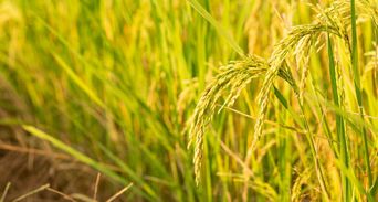 芒種節氣吃什麼？芒種清熱去濕菜單、養生秘訣與禁忌