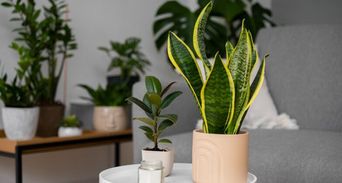 虎尾蘭放對位置招財淨化空氣！這4個位置千萬別擺，這樣養愈來愈茂盛