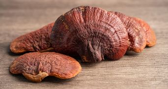 靈芝、牛樟芝真是靈丹妙藥？專家揭「真實療效」與1禁忌